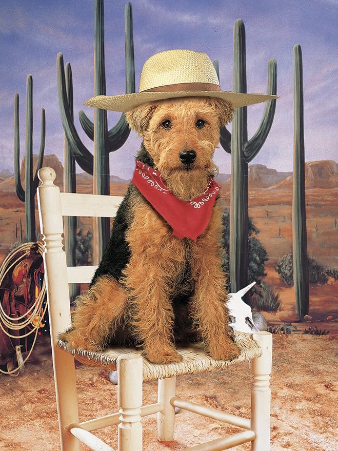 Wild West Event