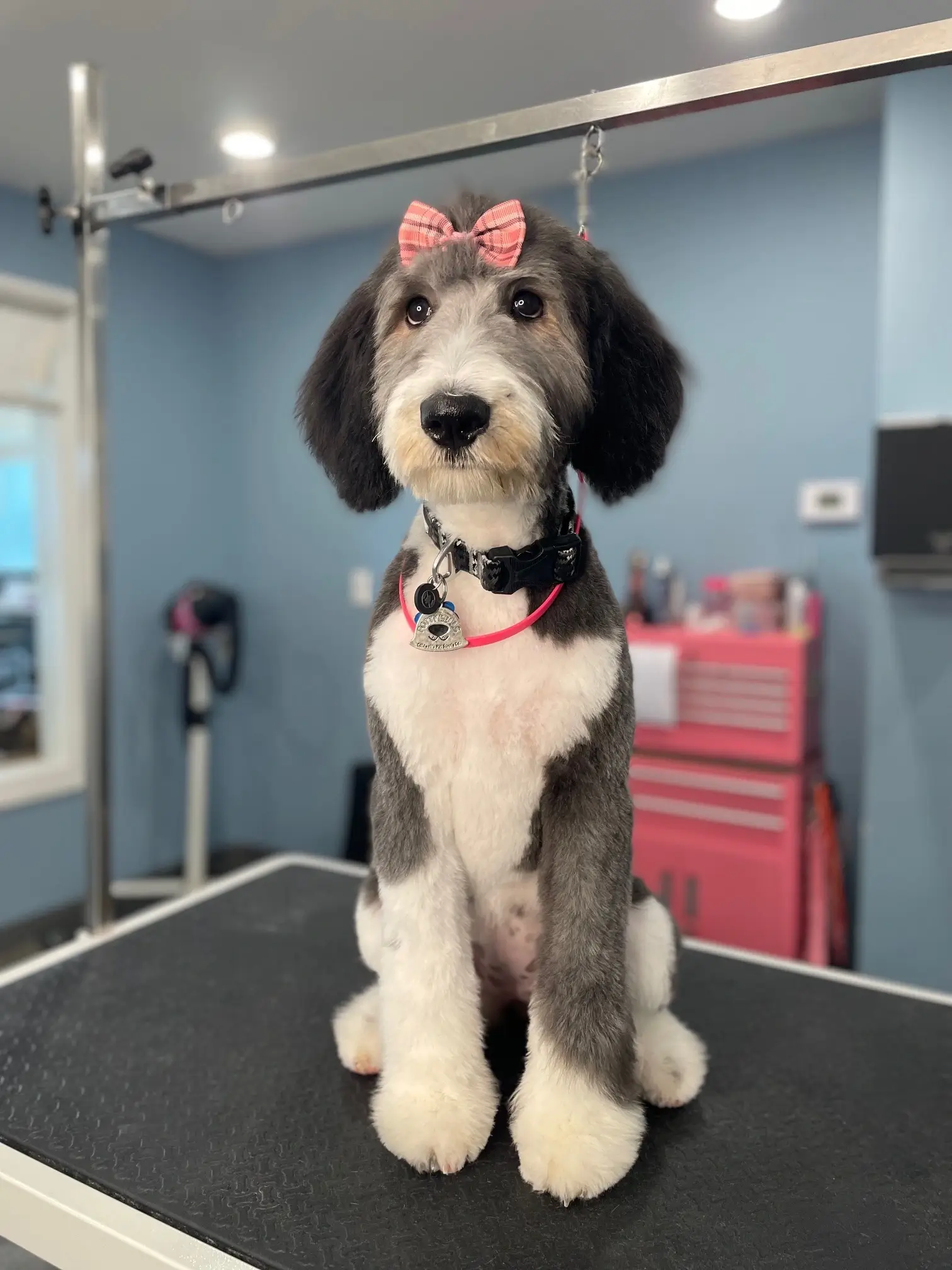 Dog grooming in Arkansas