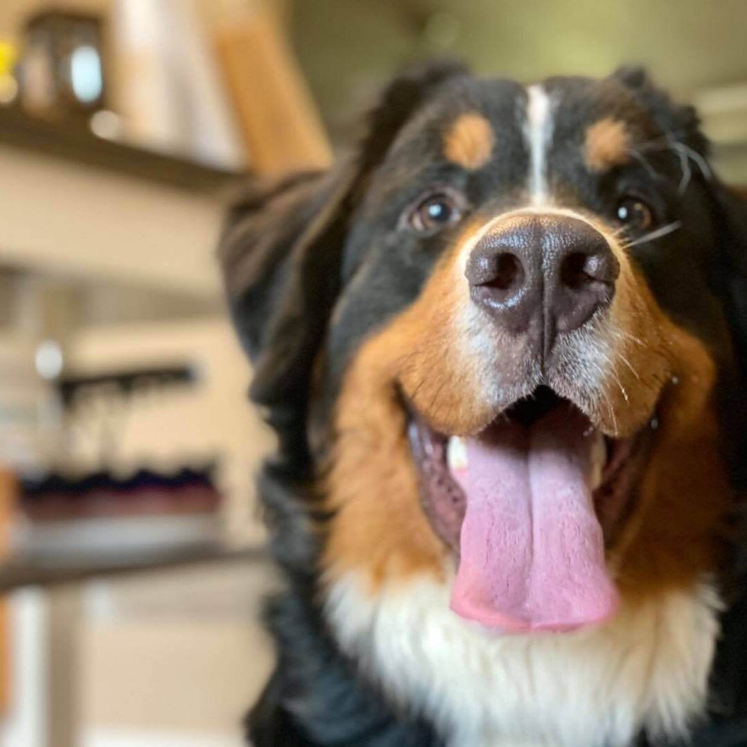 Advanced Dog Training