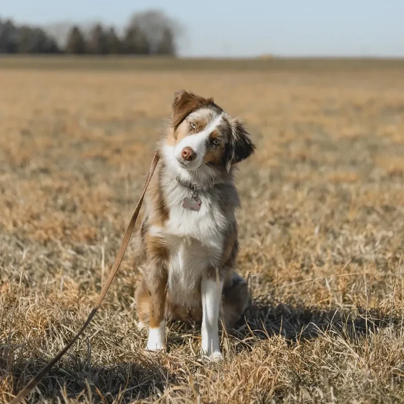 dog behavior training