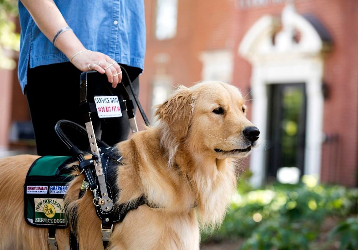 Stability Assistance Dog Training