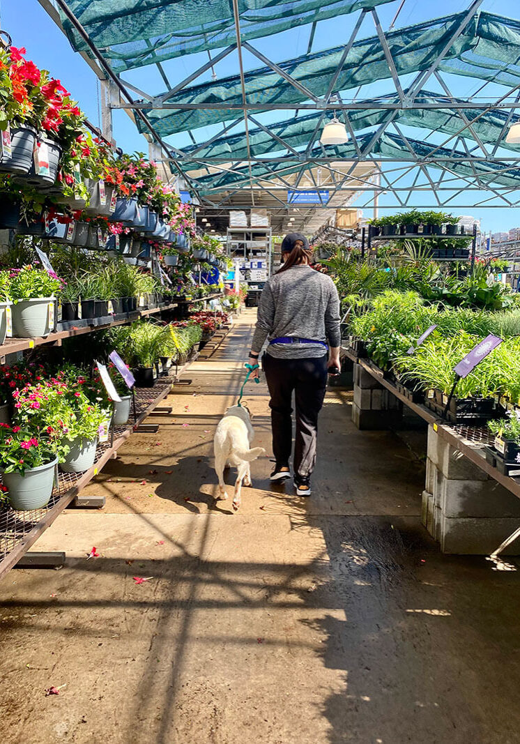family companion
