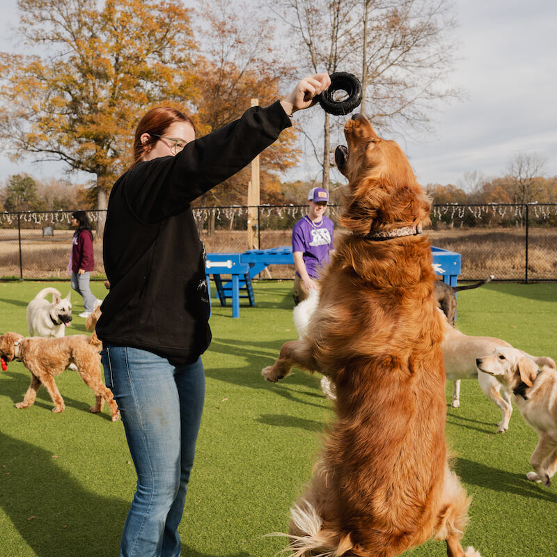 Dog Daycare