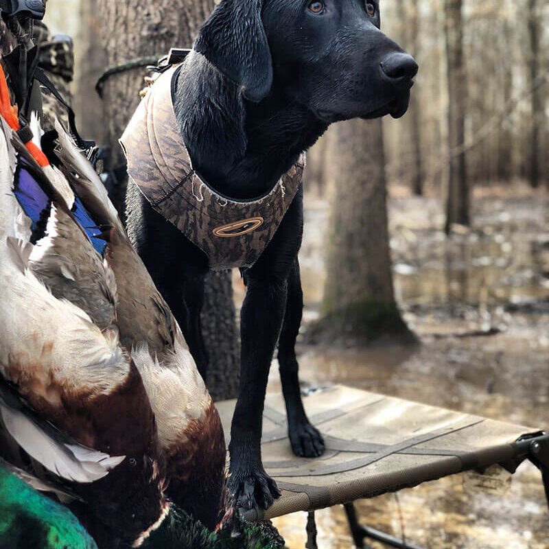 pottsville retriever training