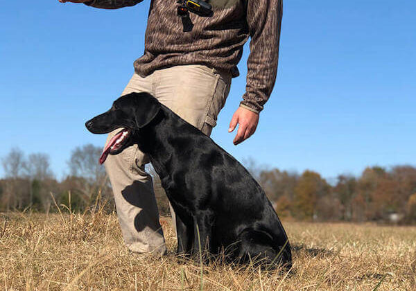 advanced retriever training