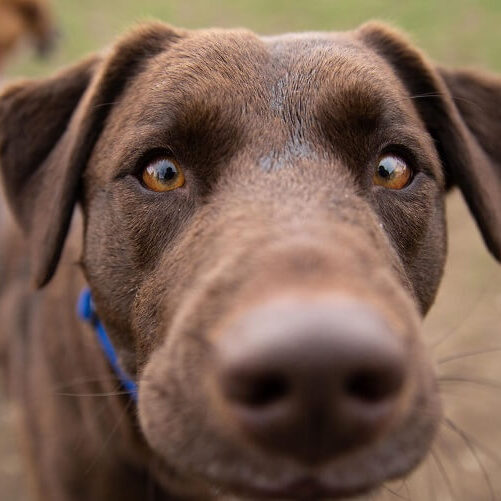 Doggy Daycare & Boarding