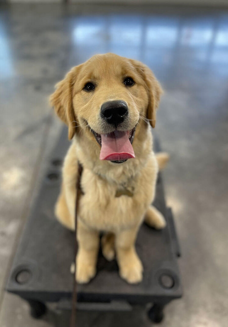 puppy foundation